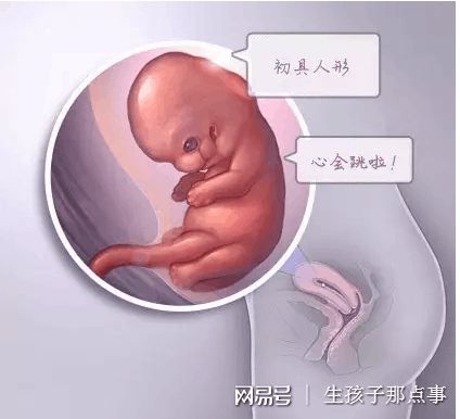 关于供卵供精公司